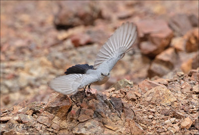 Blackstart - Zwartstaart - Oenanthe melanura 