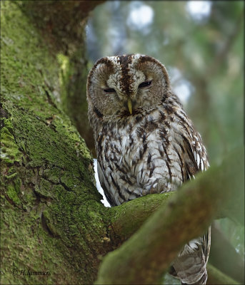 Tawny Owl - Bosuil - Strix aluco