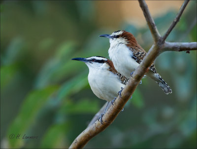 Rufous-backed Wren (Campylorhynchus capistratus) - Roodnekwinterkoning 