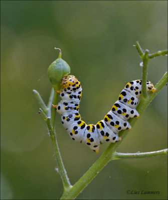 Water Betony - Helmkruidvlinder - Cucullia scrophulariae