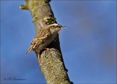 Short-toed Treecreeper  - Boomkruiper - Certhia brachydactyla