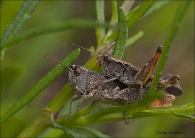 Heath grasshopper - Steppesprinkhaan - Chorthippus vagans