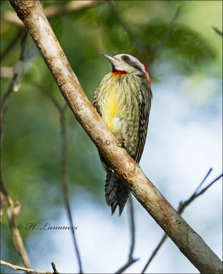 Cuban Green Woodpecker - Cubaanse groene specht 