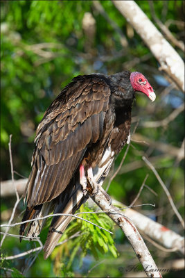 Cuban Turkey vulture  - Roodkopgier - Cathartes aura