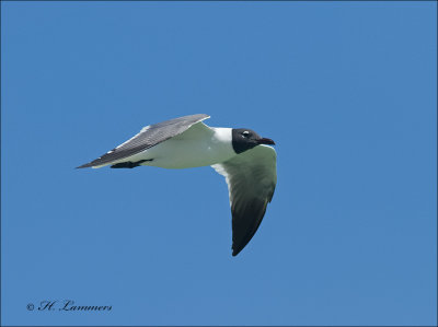 Laughing Gull - Lachmeeuw - Leucophaeus atricilla