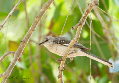 Northern Mockingbird - Spotlijster - Mimus polyglottos