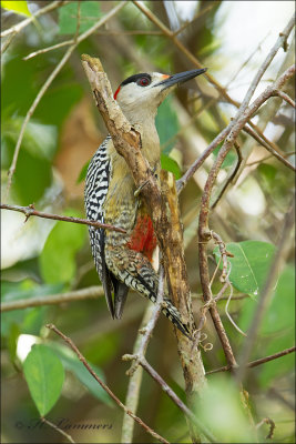 West indian Woodpecker  - Bahamaspecht  - Melanerpes superciliaris