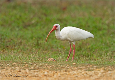 White Ibis - Witte ibis - Eudocimus albus