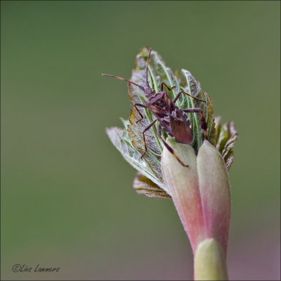 Western Conifer Seed Bug - Bladpootrandwants -  Leptoglossus occidentalis