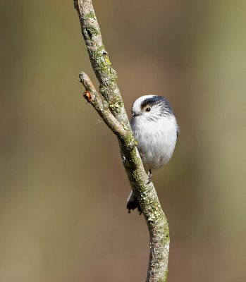 Longtailed Tit - Staartmees