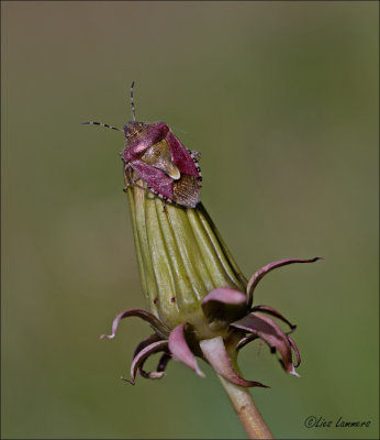 Sloe Bug - Bessenschildwants - Dolycoris baccarum