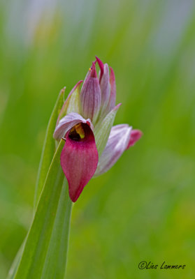 Tongue-orchid - Gewone tongorchis - Serapias lingua