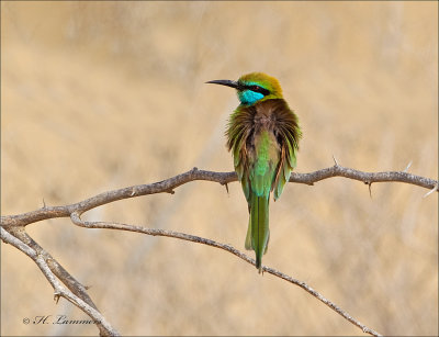 Green Bee-eater - Groene Bijeneter - Merops orientalis