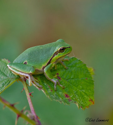 European Tree Frog - Boomkikker - Hyla arborea