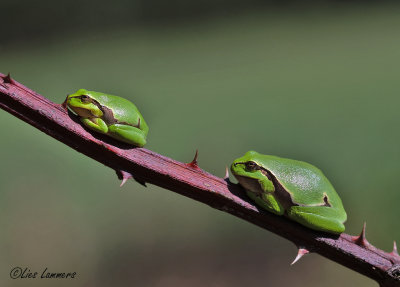 European Tree Frog - Boomkikker - Hyla arborea