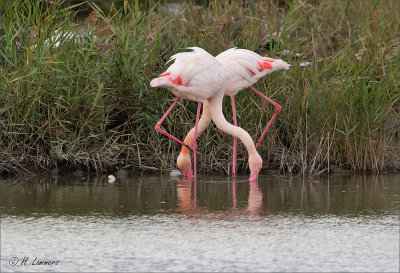 Greater flamingo  - Flamingo - Phoenicopteridae