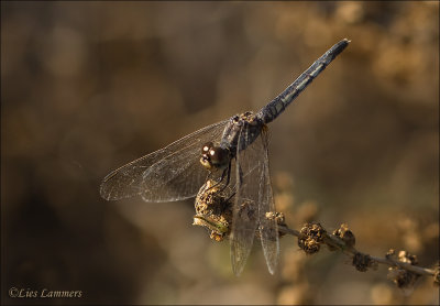 Miscellaneous - Diversen - Oman