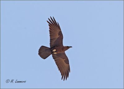  Brown-necked raven  - Bruinnekaaf - Corvus ruficollis