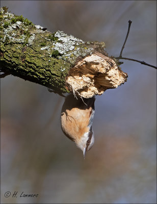 Nuthatch - Boomklever