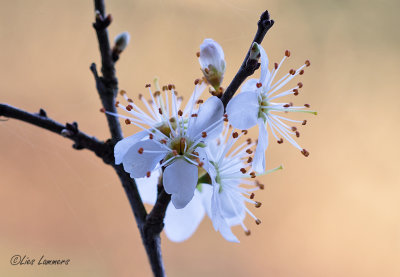 Blackthorn - Sleedoorn - Prunus spinosa