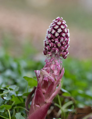 Butterbur - Groot hoefblad - Petasites hybridus 