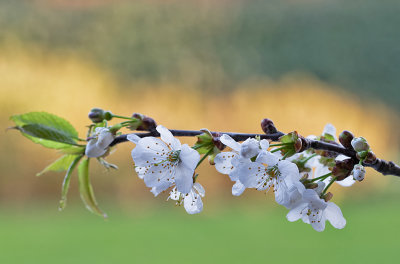  Wild Cherry - Zoete kers - Prunus avium