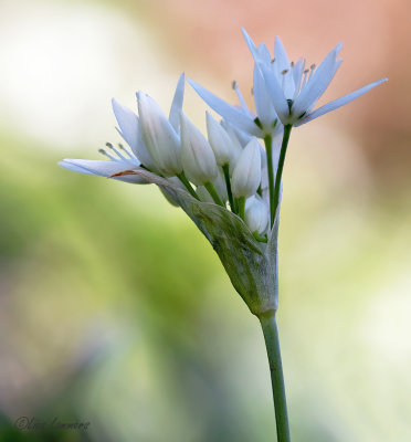 Wild Garlic - Daslook - Allium ursinum