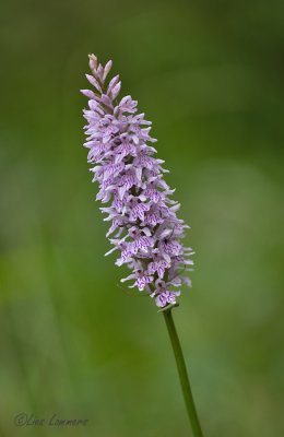 Common Spotted-orchid - Bosorchis - Dactylorhiza fuchsii