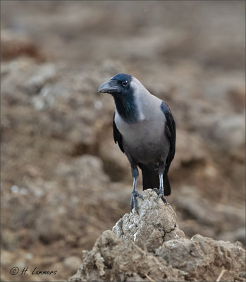 Huiskraai - House crow - Corvus splendens   