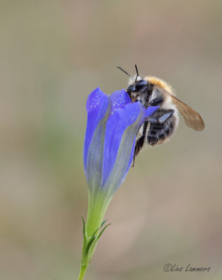 Marsh Gentian - Klokjesgentiaan - Gentiana pneumonanthe