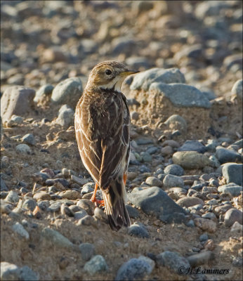 Red-throated pipit -   Roodkeelpieper - Anthus cervinus