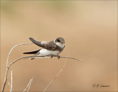 Sand martin - Oeverzwaluw - Riparia riparia