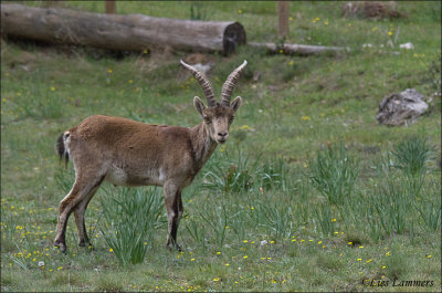 Spanish Ibex - Spaanse steenbok - Capra pyrenaica