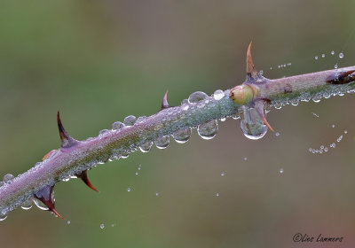 Raindrops - Regendruppels