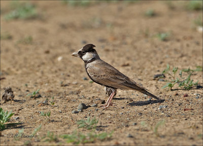 Black-crowned sparrow-lark  - Zwartkruinvinkleeuwerik - Eremopterix nigriceps