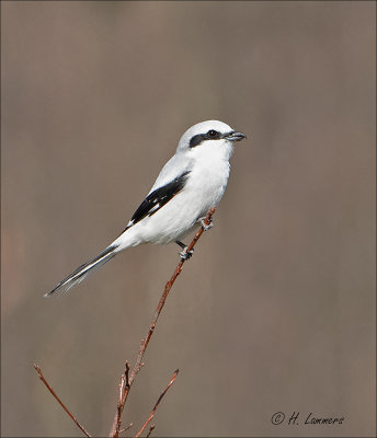 Great Grey Shrike - Klapekster