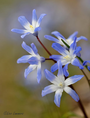 Glory-of-the-snow - Grote sneeuwroem  - Scilla forbesii