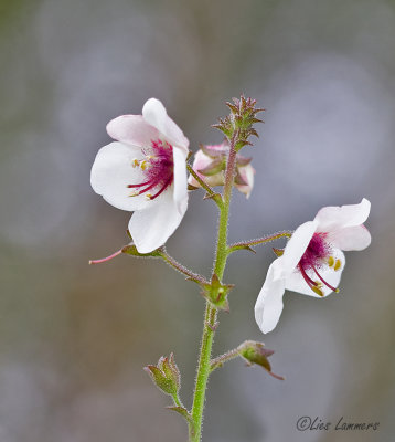 Moth Mullein - Mottenkruid - Verbascum blattaria