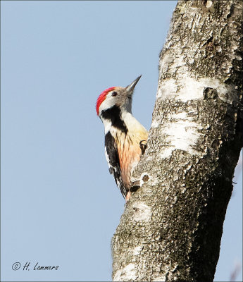 Middle spotted woodpecker - Middelste Bonte Specht  - Dendrocoptes medius