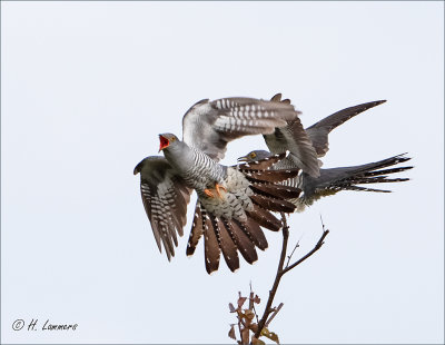 Common cuckoo  - Koekoek - Cuculus canorus