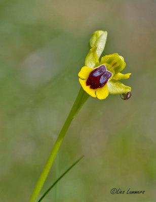Yellow Bee-orchid - Gele spiegelorchis Ophrys lutea