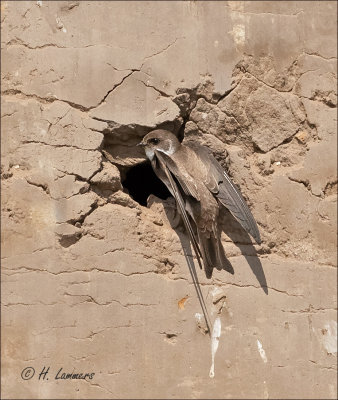 sand_martin__oeverzwaluw