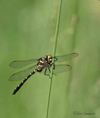 Golden-ringed Dragonfly - Gewone bronlibel - Cordulegaster boltonii