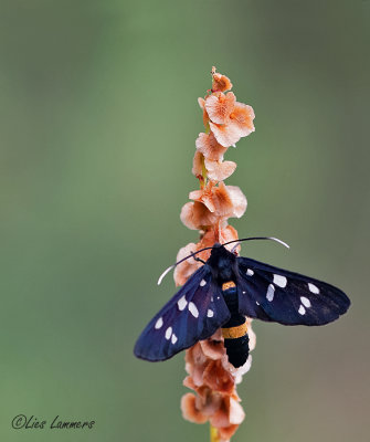 g12/65/938465/3/171748165.1UdQphUS.jpg