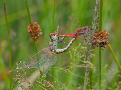 Red-veined Darter - Zwervende heidelibel - Sympetrum fonscolombii