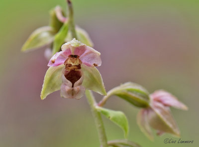 Broad-leaved Helleborine - Brede wespenorchis -  Epipactis helleborine