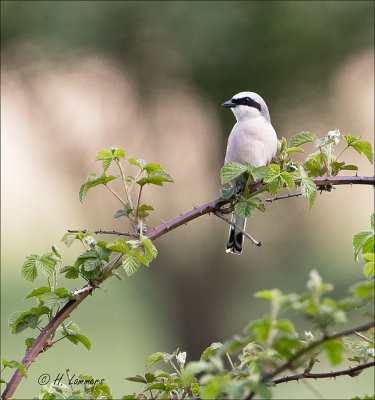 Red-backed shrike - Grauwe Klauwier - Lanius collurio