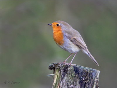 Roodborst - European robin - Erithacus rubecula