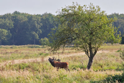  Red Deer - Edelhert - Cervus elaphus