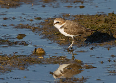 Kentish plover - Strandplevier - Charadrius alexandrinus 